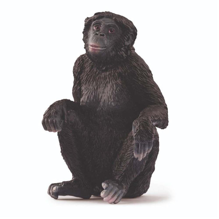 Chimpanzé-Pigmeu Bonobo Fêmea