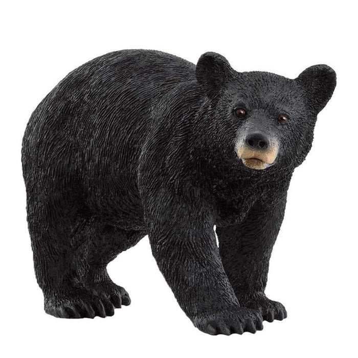 Urso Negro