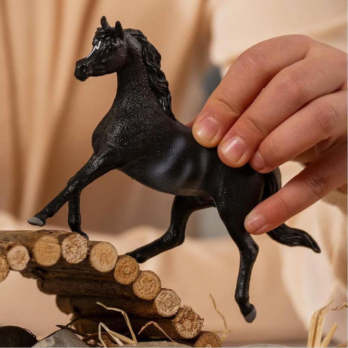 Cavalo Semental Árabe